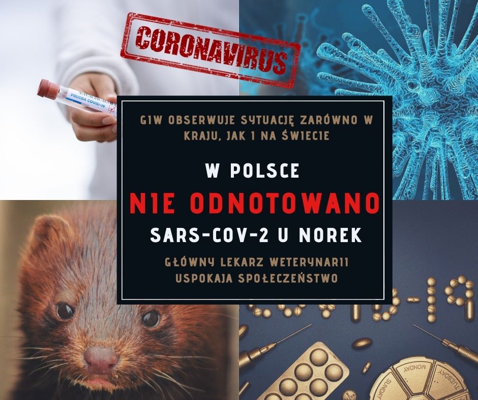 Koronawirus i norki